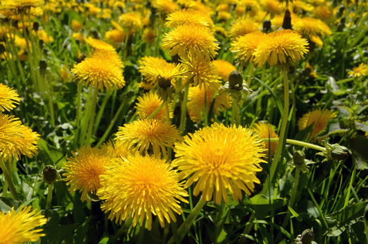 When Life Give You Weeds, Make Jelly!