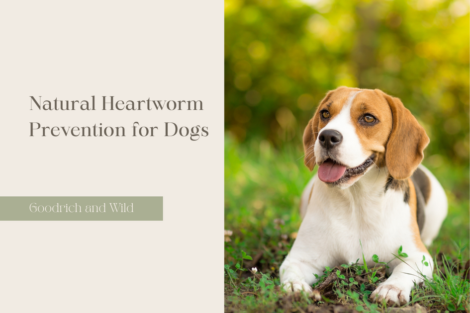 Natural Heartworm Prevention for Dogs – Goodrich and Wild