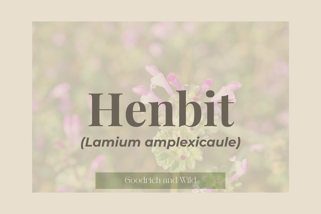 Henbit (Lamium amplexicaule)