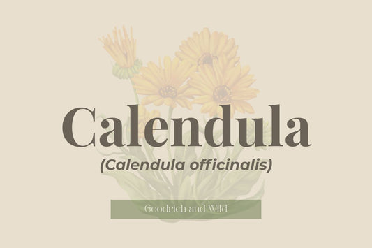 Calendula (Calendula officinalis)